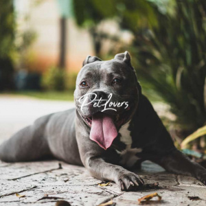 Dogs