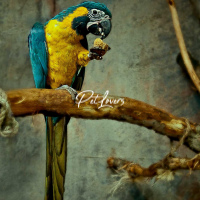 Other animals