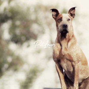 Dogs