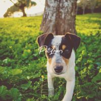 Dogs