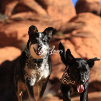 Dogs