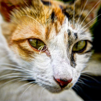Cats