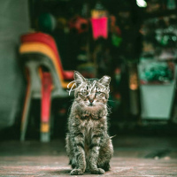 Cats