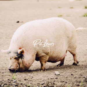 Other animals