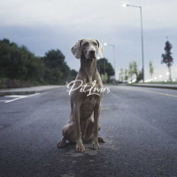 Dogs