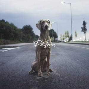Dogs