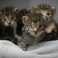 Cats